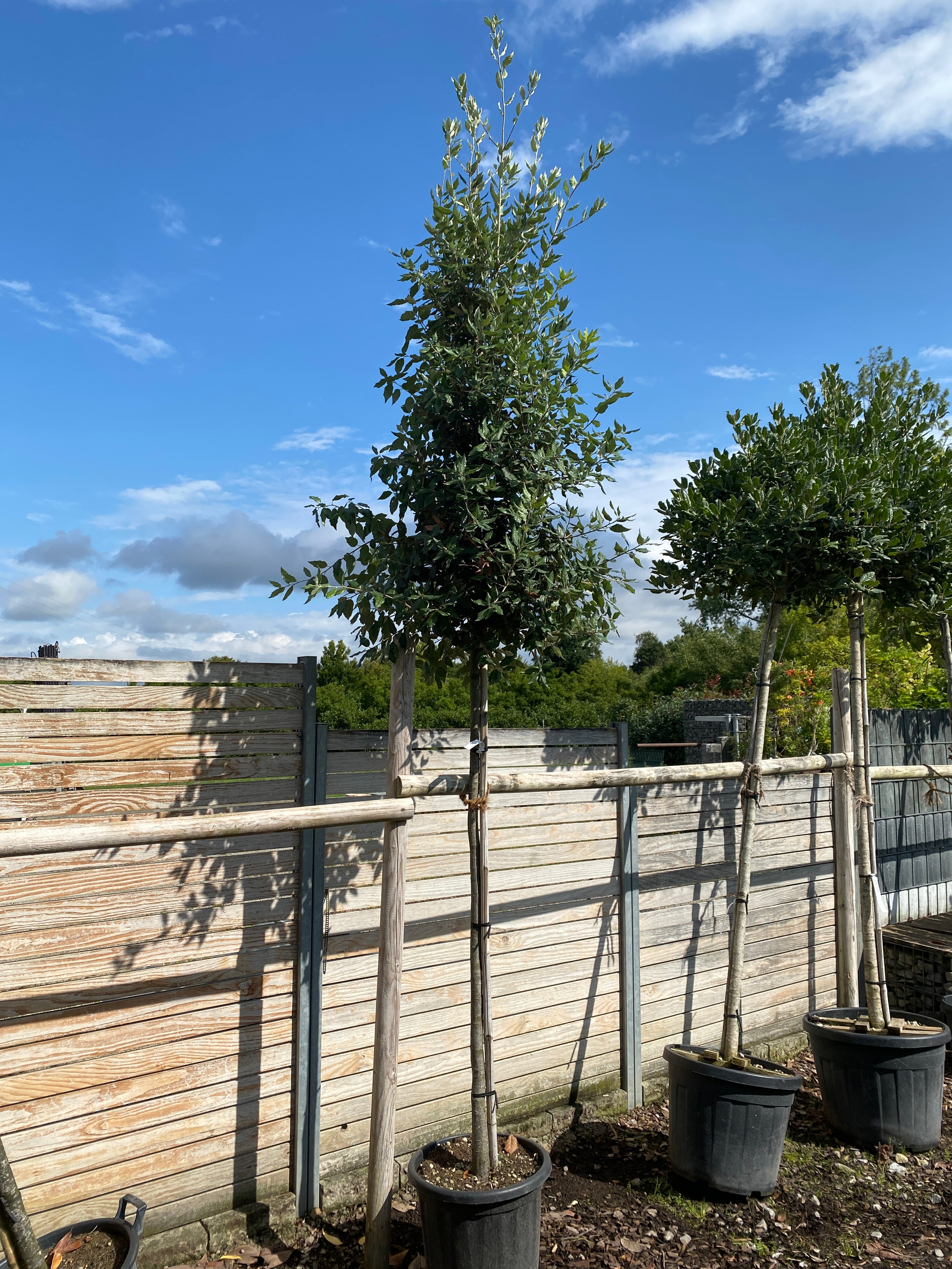 Stein-Eiche / Quercus ilex